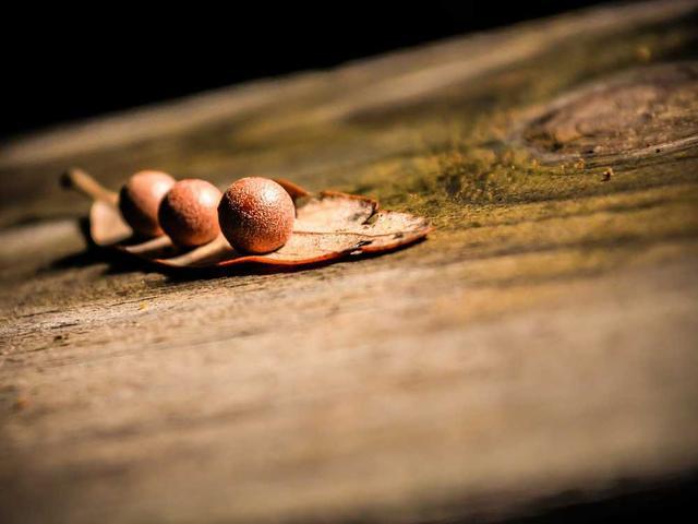 carol_ankunding_Z4Ou