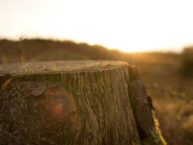 considine_prudence_1u85