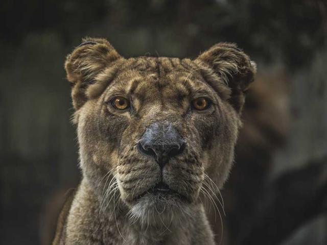 okuneva_rowland_8ZMh