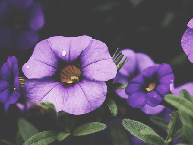 tressie_schaefer_xXlv